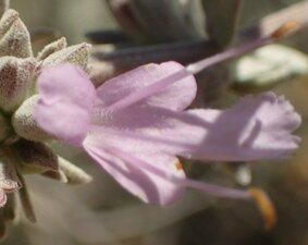 Salvia apiana x leucophylla Flower